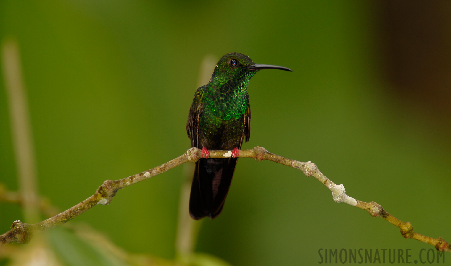 Chalybura urochrysia [550 mm, 1/60 Sek. bei f / 5.6, ISO 100]